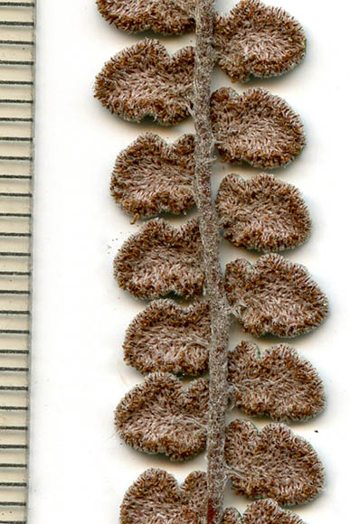  Astrolepis cochisensis (Goodding) D.M.Benham & Windham